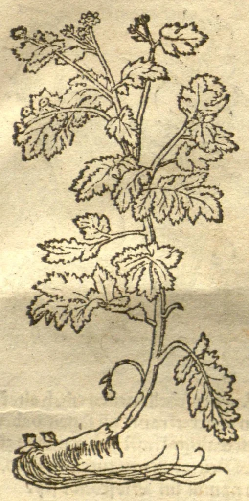 An illustration from Kreu?terbuch contrafayt vollkummen nach rechter warer beschreibung der alten leerer und a?rtzt ?sampt einer gemeynen ynleytung der Kreuter urhab erkatnussz brauch lob un herzlicheit /durch Otho Brunfels., 1534, leaf 82