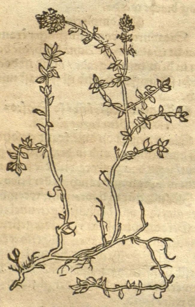 An illustration from Kreu?terbuch contrafayt vollkummen nach rechter warer beschreibung der alten leerer und a?rtzt ?sampt einer gemeynen ynleytung der Kreuter urhab erkatnussz brauch lob un herzlicheit /durch Otho Brunfels., 1534, leaf 89