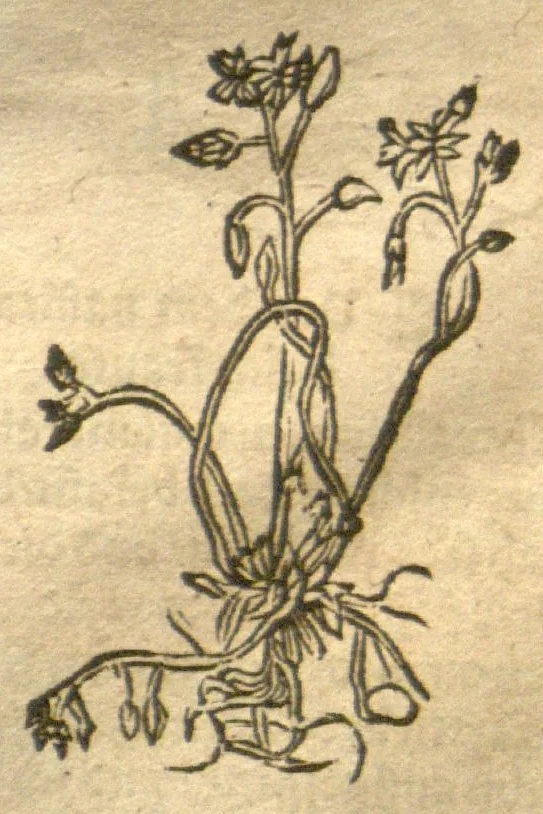 An illustration from Kreu?terbuch contrafayt vollkummen nach rechter warer beschreibung der alten leerer und a?rtzt ?sampt einer gemeynen ynleytung der Kreuter urhab erkatnussz brauch lob un herzlicheit /durch Otho Brunfels., 1534, leaf 90