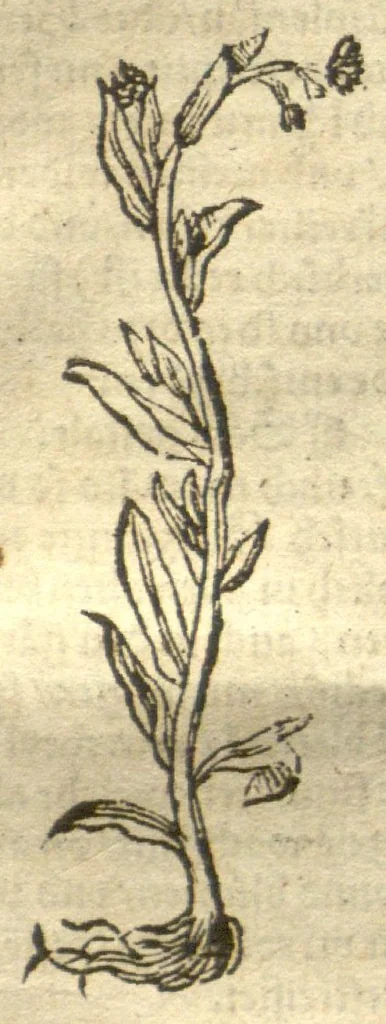 An illustration from Kreu?terbuch contrafayt vollkummen nach rechter warer beschreibung der alten leerer und a?rtzt ?sampt einer gemeynen ynleytung der Kreuter urhab erkatnussz brauch lob un herzlicheit /durch Otho Brunfels., 1534, leaf 94