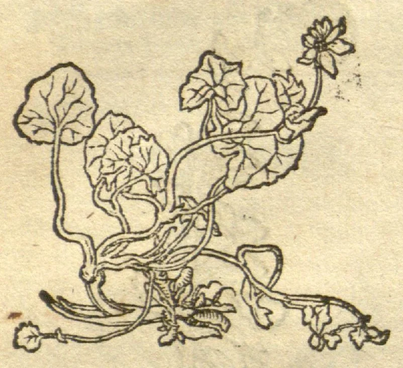 An illustration from Kreu?terbuch contrafayt vollkummen nach rechter warer beschreibung der alten leerer und a?rtzt ?sampt einer gemeynen ynleytung der Kreuter urhab erkatnussz brauch lob un herzlicheit /durch Otho Brunfels., 1534, leaf 97