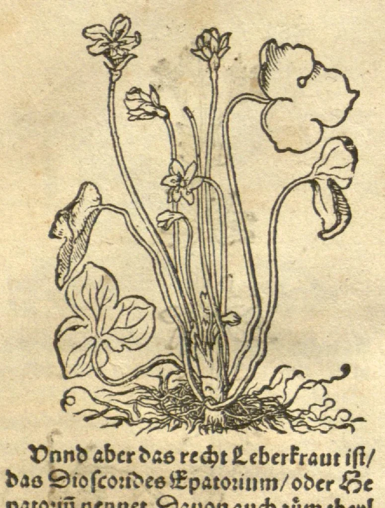 An illustration from Kreu?terbuch contrafayt vollkummen nach rechter warer beschreibung der alten leerer und a?rtzt ?sampt einer gemeynen ynleytung der Kreuter urhab erkatnussz brauch lob un herzlicheit /durch Otho Brunfels., 1534, leaf 99