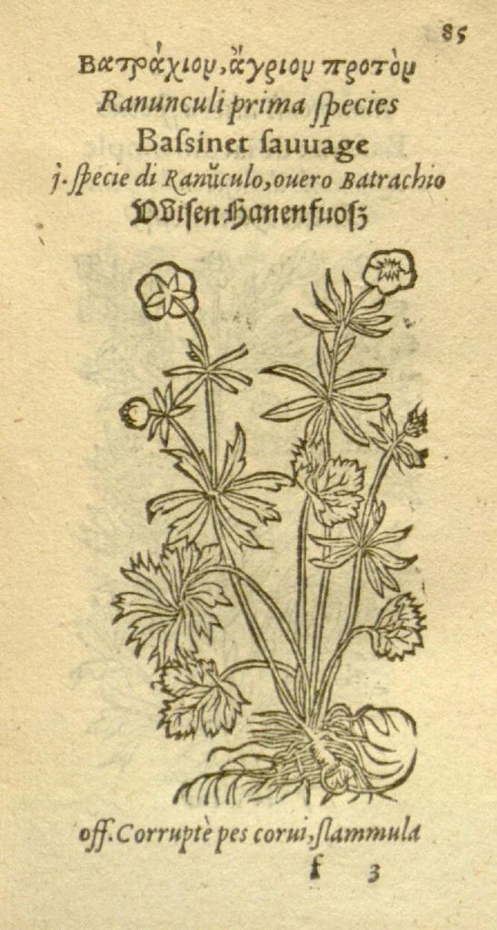 An illustration from Plantarum effigies /e? Leonartho Fuschio, ac quinque diuersis linguis redditae ..., 1549, leaf 108