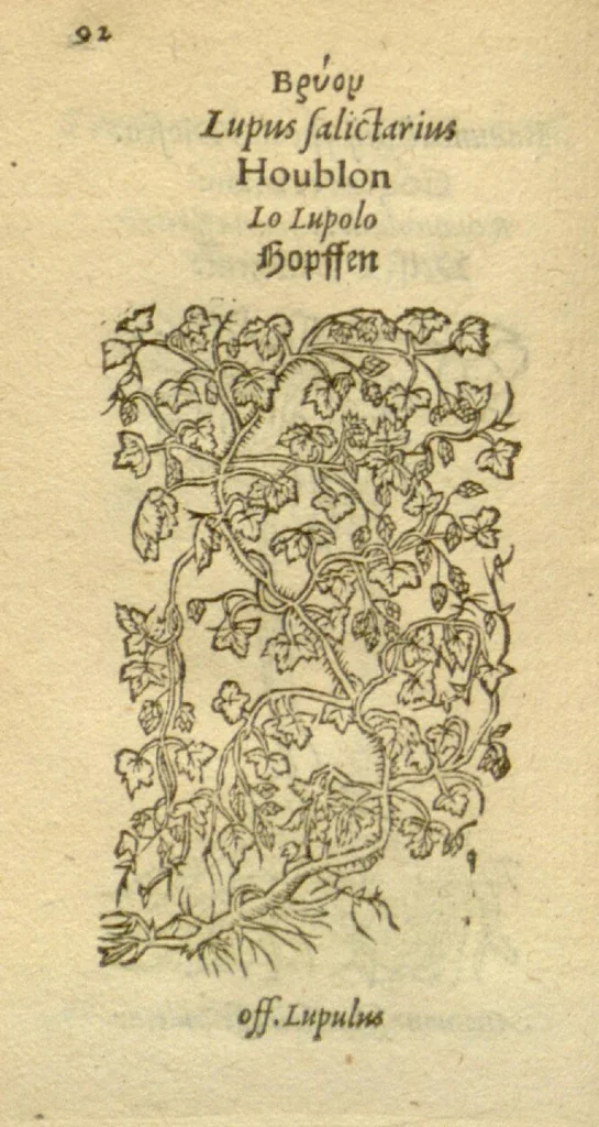 An illustration from Plantarum effigies /e? Leonartho Fuschio, ac quinque diuersis linguis redditae ..., 1549, leaf 115