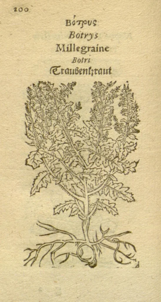 An illustration from Plantarum effigies /e? Leonartho Fuschio, ac quinque diuersis linguis redditae ..., 1549, leaf 123