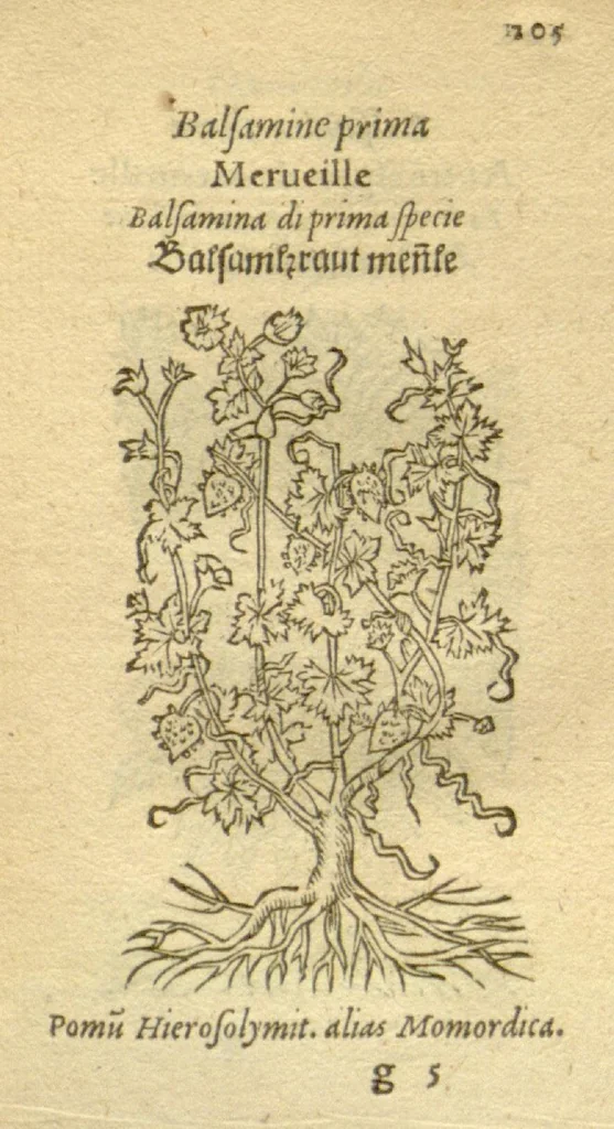 An illustration from Plantarum effigies /e? Leonartho Fuschio, ac quinque diuersis linguis redditae ..., 1549, leaf 128