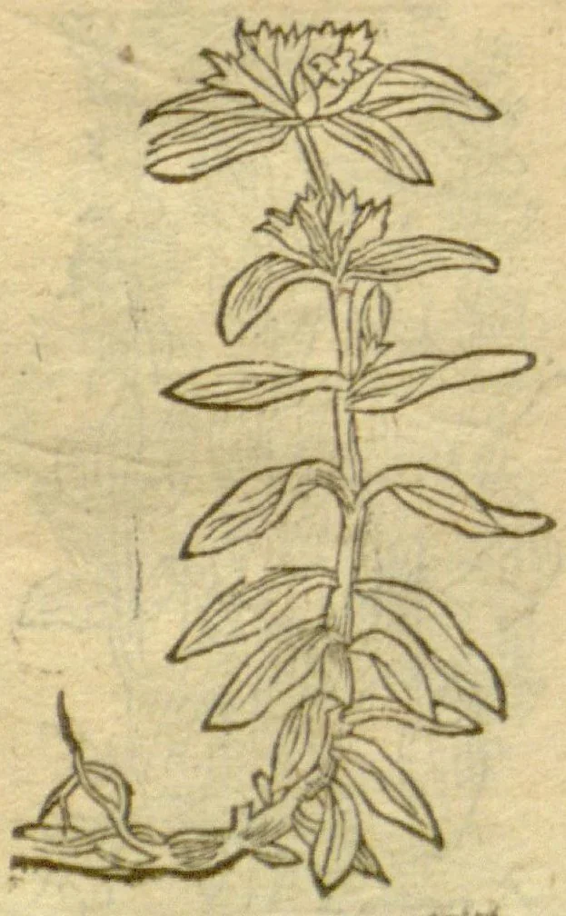An illustration from Plantarum effigies /e? Leonartho Fuschio, ac quinque diuersis linguis redditae ..., 1549, leaf 135