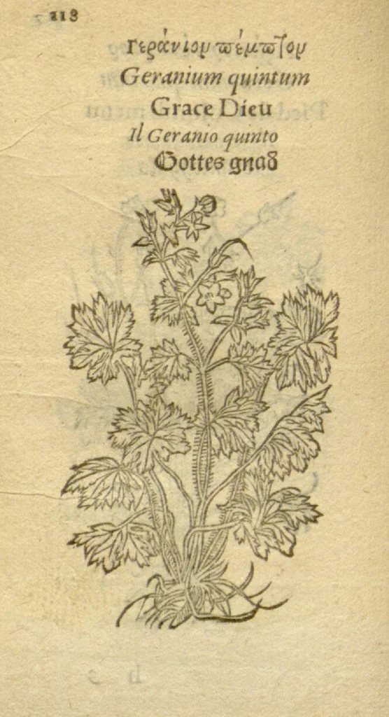 An illustration from Plantarum effigies /e? Leonartho Fuschio, ac quinque diuersis linguis redditae ..., 1549, leaf 141