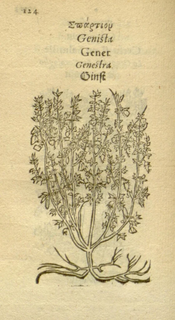 An illustration from Plantarum effigies /e? Leonartho Fuschio, ac quinque diuersis linguis redditae ..., 1549, leaf 147