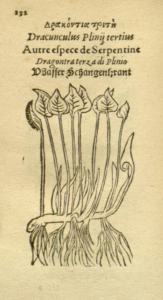 An illustration from Plantarum effigies /e? Leonartho Fuschio, ac quinque diuersis linguis redditae ..., 1549, leaf 155