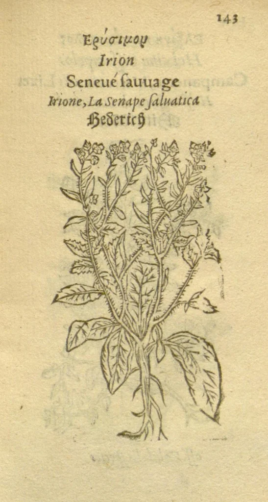 An illustration from Plantarum effigies /e? Leonartho Fuschio, ac quinque diuersis linguis redditae ..., 1549, leaf 166