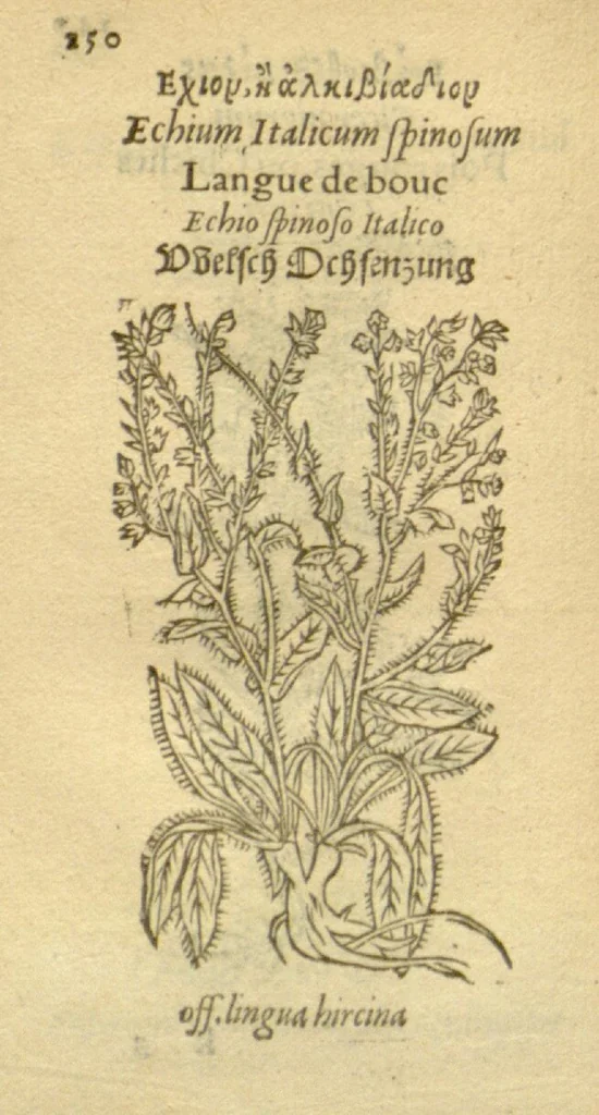 An illustration from Plantarum effigies /e? Leonartho Fuschio, ac quinque diuersis linguis redditae ..., 1549, leaf 173