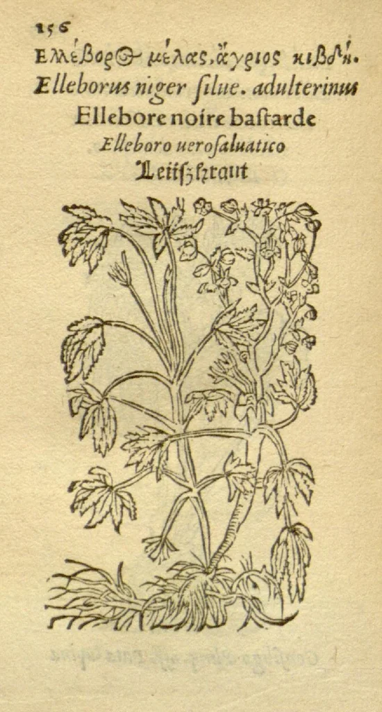 An illustration from Plantarum effigies /e? Leonartho Fuschio, ac quinque diuersis linguis redditae ..., 1549, leaf 179