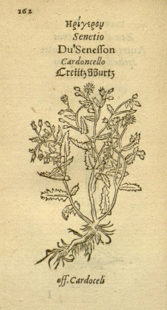 An illustration from Plantarum effigies /e? Leonartho Fuschio, ac quinque diuersis linguis redditae ..., 1549, leaf 185