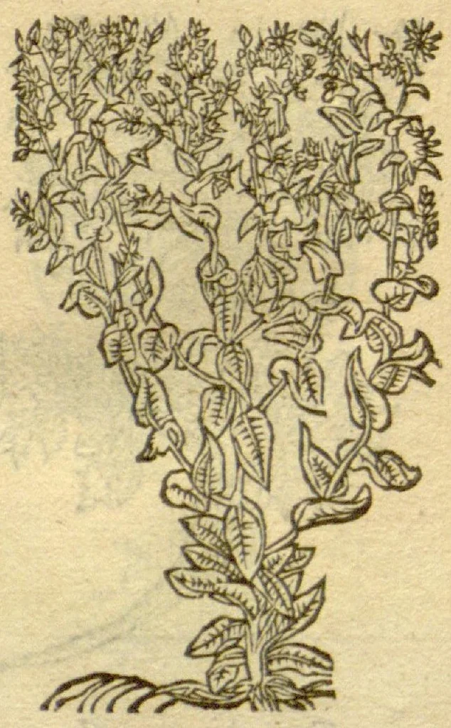 An illustration from Plantarum effigies /e? Leonartho Fuschio, ac quinque diuersis linguis redditae ..., 1549, leaf 193