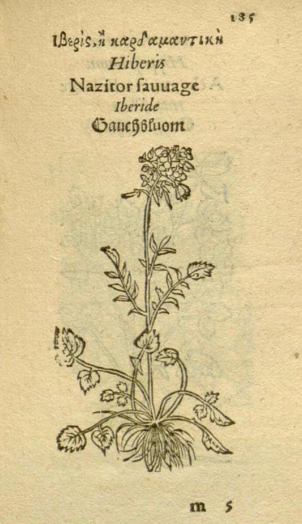 An illustration from Plantarum effigies /e? Leonartho Fuschio, ac quinque diuersis linguis redditae ..., 1549, leaf 208
