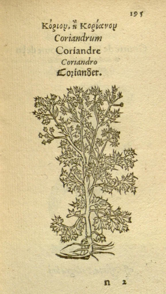 An illustration from Plantarum effigies /e? Leonartho Fuschio, ac quinque diuersis linguis redditae ..., 1549, leaf 218