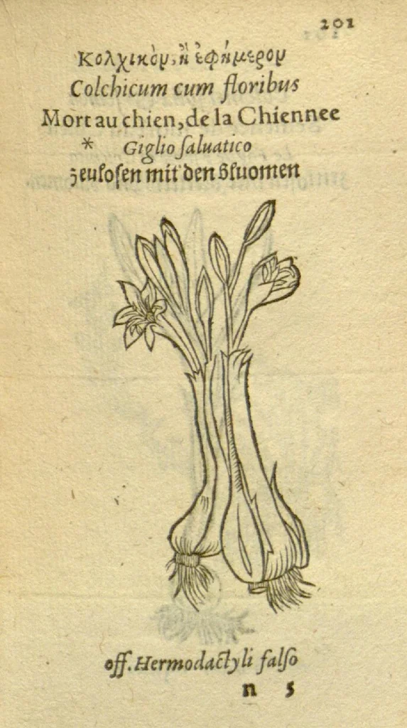 An illustration from Plantarum effigies /e? Leonartho Fuschio, ac quinque diuersis linguis redditae ..., 1549, leaf 224