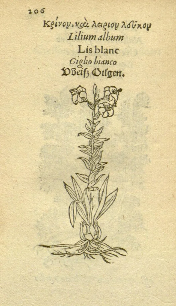 An illustration from Plantarum effigies /e? Leonartho Fuschio, ac quinque diuersis linguis redditae ..., 1549, leaf 229