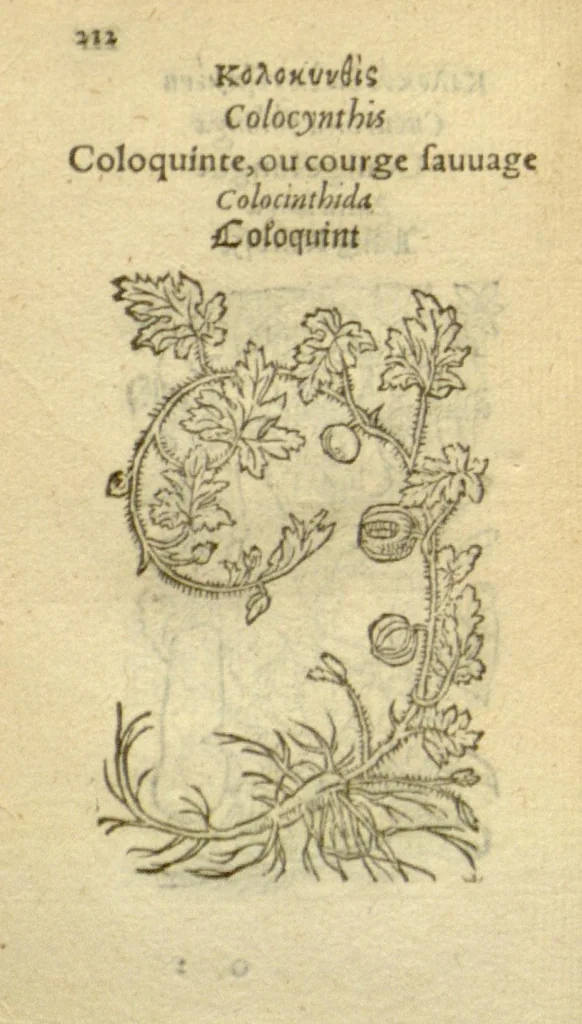 An illustration from Plantarum effigies /e? Leonartho Fuschio, ac quinque diuersis linguis redditae ..., 1549, leaf 235