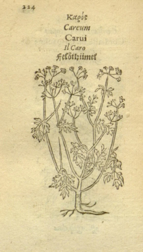 An illustration from Plantarum effigies /e? Leonartho Fuschio, ac quinque diuersis linguis redditae ..., 1549, leaf 247