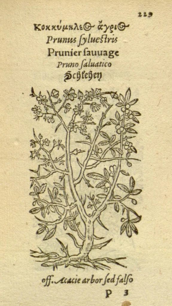 An illustration from Plantarum effigies /e? Leonartho Fuschio, ac quinque diuersis linguis redditae ..., 1549, leaf 252