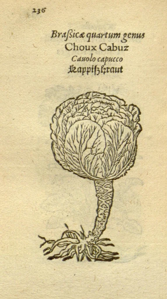 An illustration from Plantarum effigies /e? Leonartho Fuschio, ac quinque diuersis linguis redditae ..., 1549, leaf 259