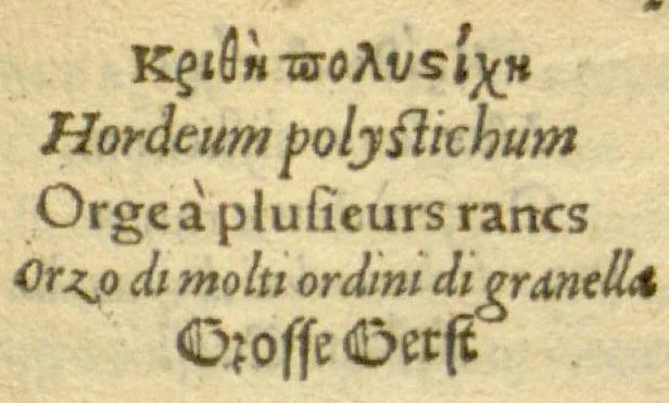 An illustration from Plantarum effigies /e? Leonartho Fuschio, ac quinque diuersis linguis redditae ..., 1549, leaf 270