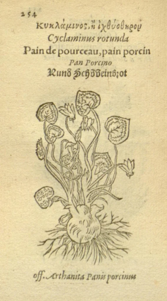 An illustration from Plantarum effigies /e? Leonartho Fuschio, ac quinque diuersis linguis redditae ..., 1549, leaf 277
