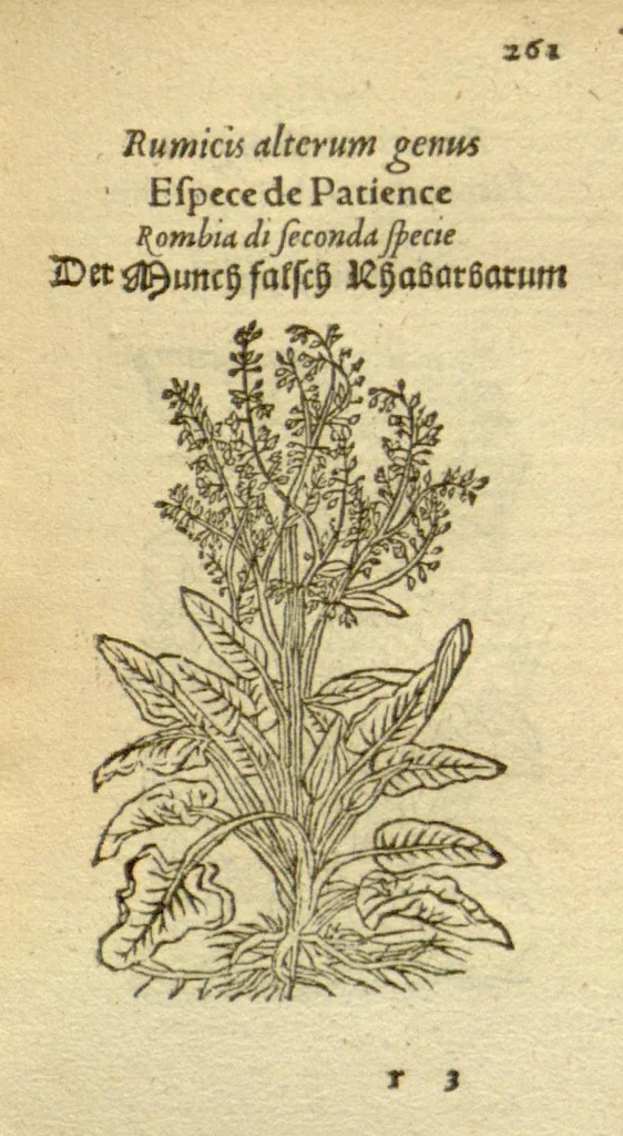 An illustration from Plantarum effigies /e? Leonartho Fuschio, ac quinque diuersis linguis redditae ..., 1549, leaf 284