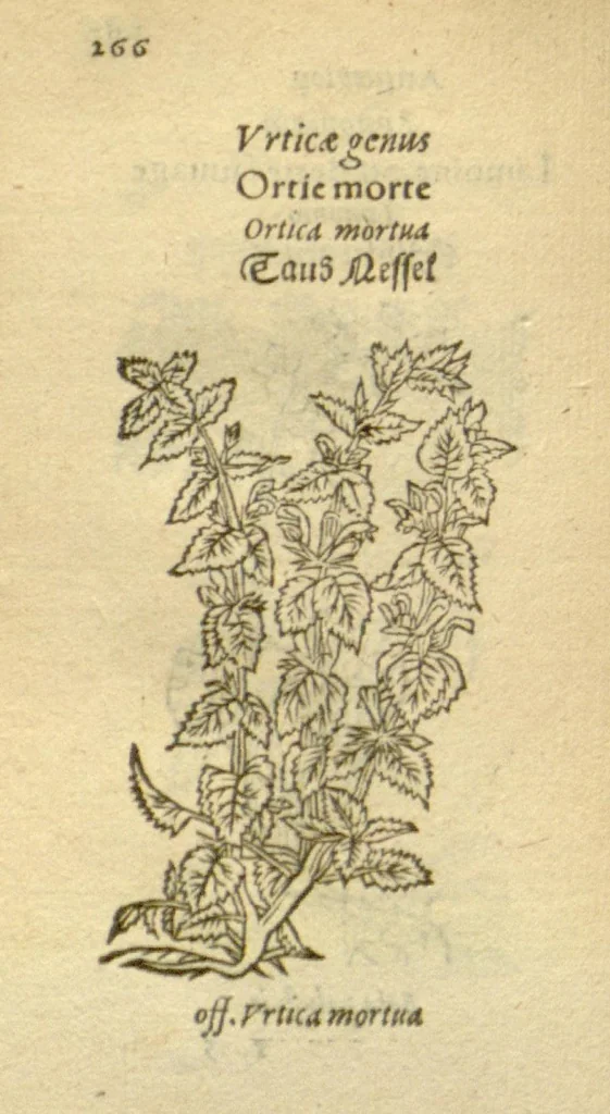 An illustration from Plantarum effigies /e? Leonartho Fuschio, ac quinque diuersis linguis redditae ..., 1549, leaf 289