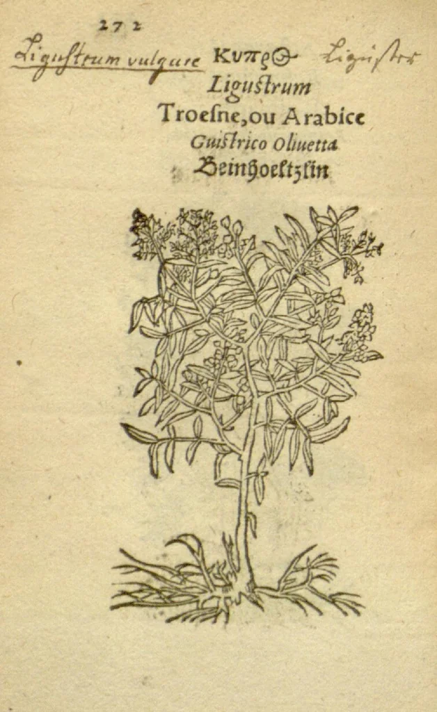 An illustration from Plantarum effigies /e? Leonartho Fuschio, ac quinque diuersis linguis redditae ..., 1549, leaf 295