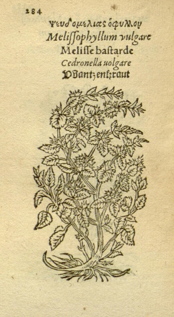 An illustration from Plantarum effigies /e? Leonartho Fuschio, ac quinque diuersis linguis redditae ..., 1549, leaf 307