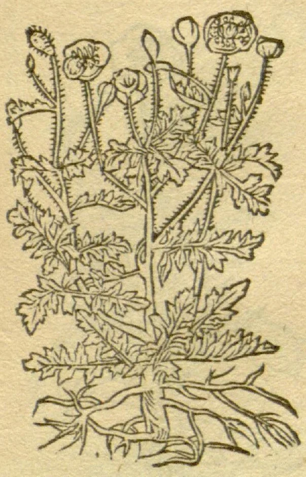 An illustration from Plantarum effigies /e? Leonartho Fuschio, ac quinque diuersis linguis redditae ..., 1549, leaf 316