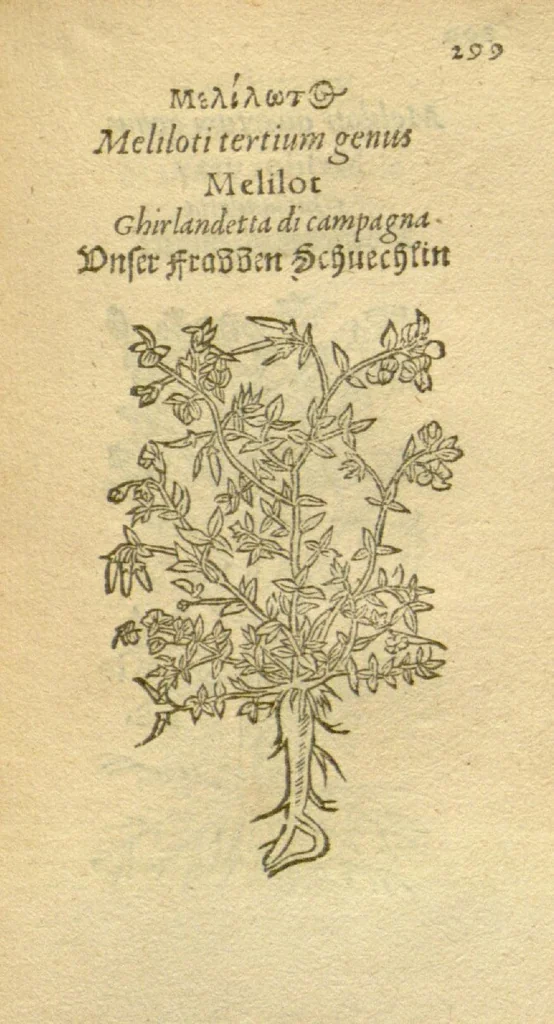 An illustration from Plantarum effigies /e? Leonartho Fuschio, ac quinque diuersis linguis redditae ..., 1549, leaf 322