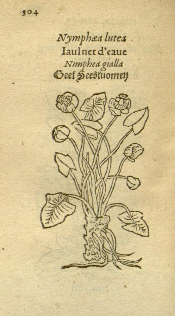 An illustration from Plantarum effigies /e? Leonartho Fuschio, ac quinque diuersis linguis redditae ..., 1549, leaf 327