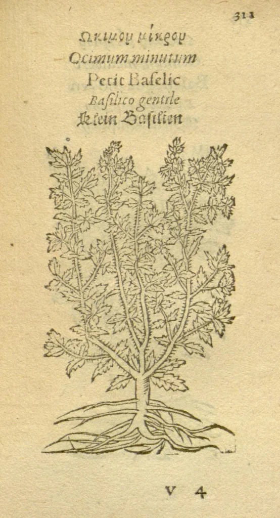 An illustration from Plantarum effigies /e? Leonartho Fuschio, ac quinque diuersis linguis redditae ..., 1549, leaf 334
