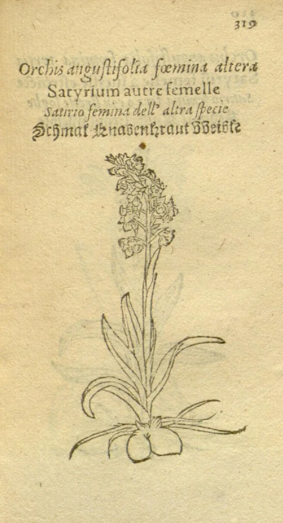 An illustration from Plantarum effigies /e? Leonartho Fuschio, ac quinque diuersis linguis redditae ..., 1549, leaf 342