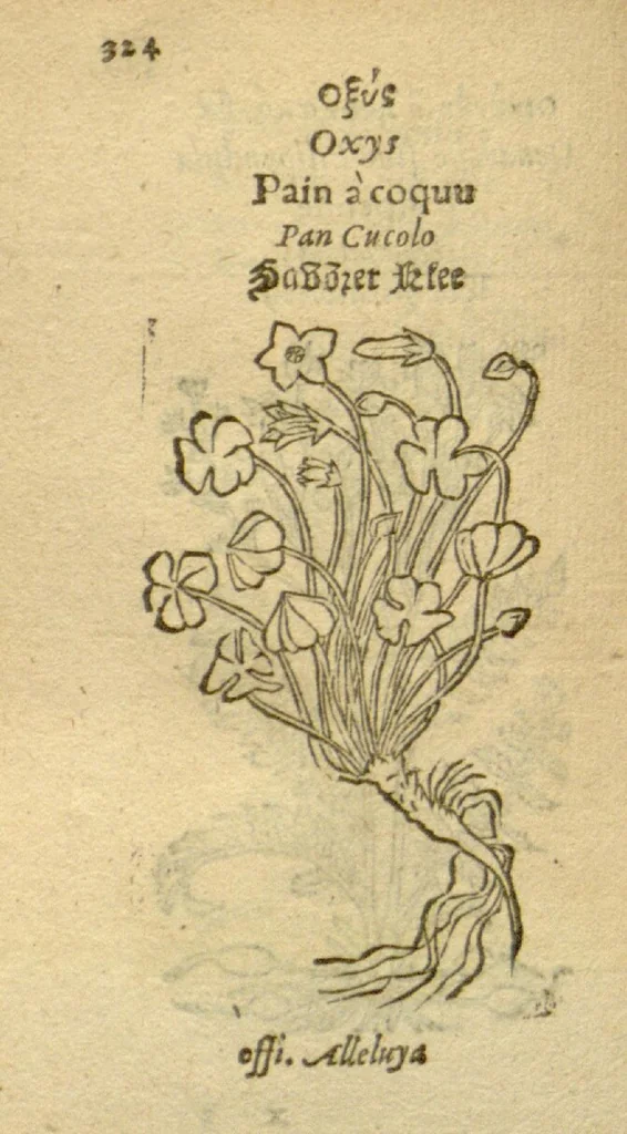 An illustration from Plantarum effigies /e? Leonartho Fuschio, ac quinque diuersis linguis redditae ..., 1549, leaf 347