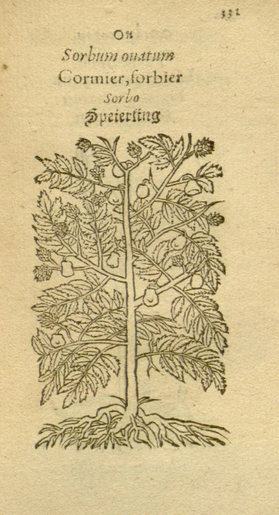 An illustration from Plantarum effigies /e? Leonartho Fuschio, ac quinque diuersis linguis redditae ..., 1549, leaf 354