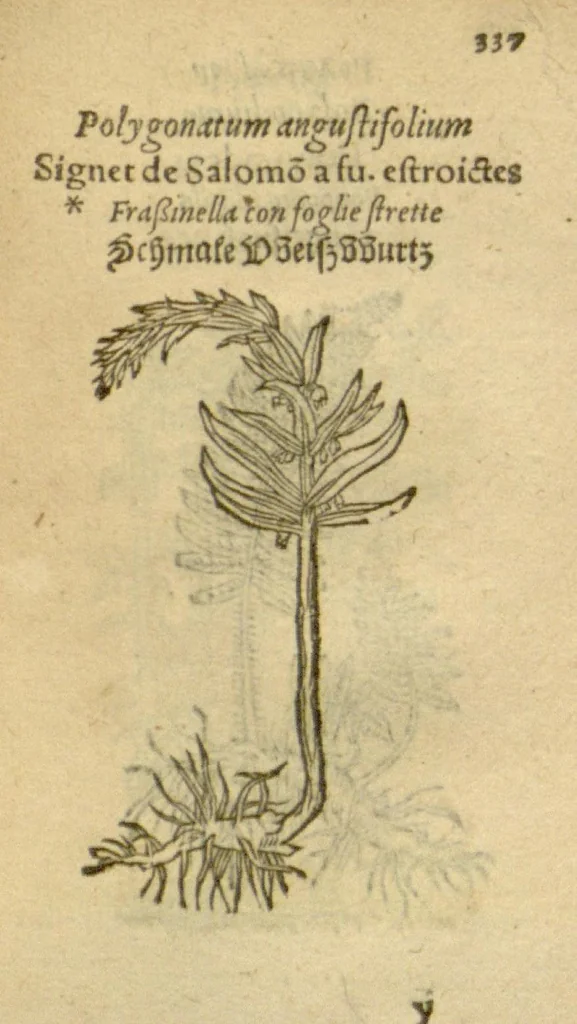 An illustration from Plantarum effigies /e? Leonartho Fuschio, ac quinque diuersis linguis redditae ..., 1549, leaf 360