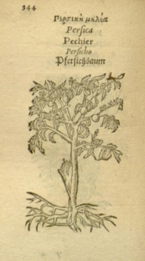 An illustration from Plantarum effigies /e? Leonartho Fuschio, ac quinque diuersis linguis redditae ..., 1549, leaf 367