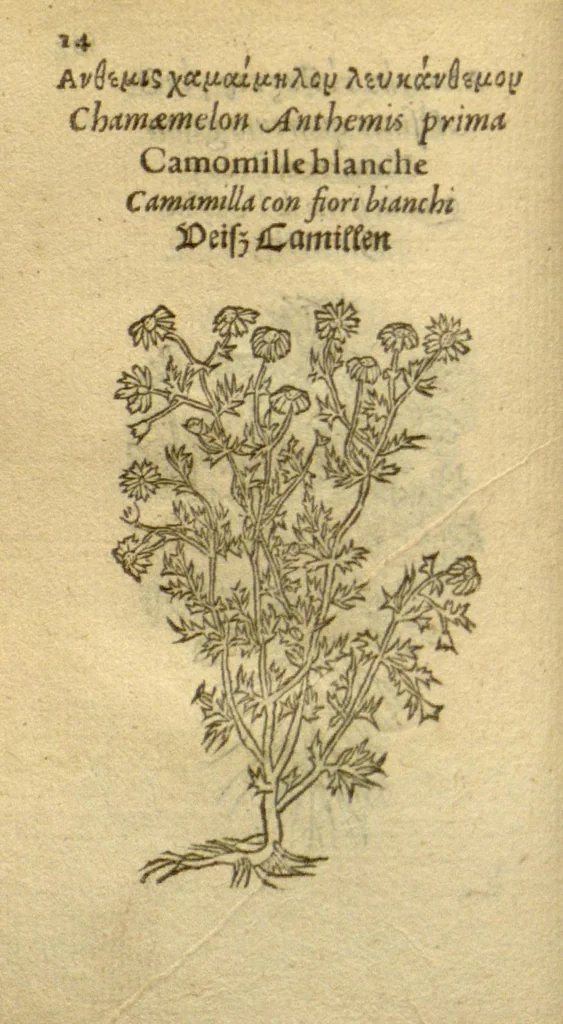 An illustration from Plantarum effigies /e? Leonartho Fuschio, ac quinque diuersis linguis redditae ..., 1549, leaf 37