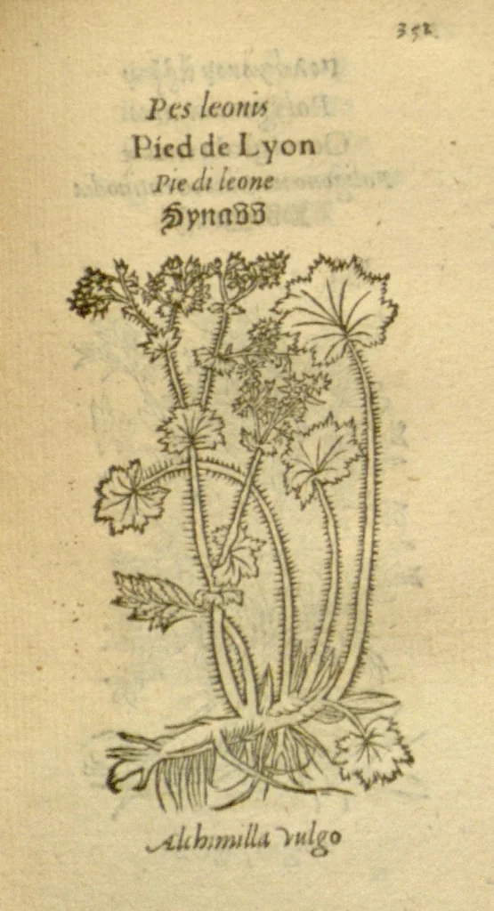 An illustration from Plantarum effigies /e? Leonartho Fuschio, ac quinque diuersis linguis redditae ..., 1549, leaf 374