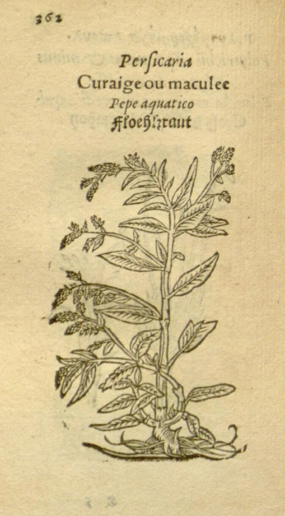 An illustration from Plantarum effigies /e? Leonartho Fuschio, ac quinque diuersis linguis redditae ..., 1549, leaf 385
