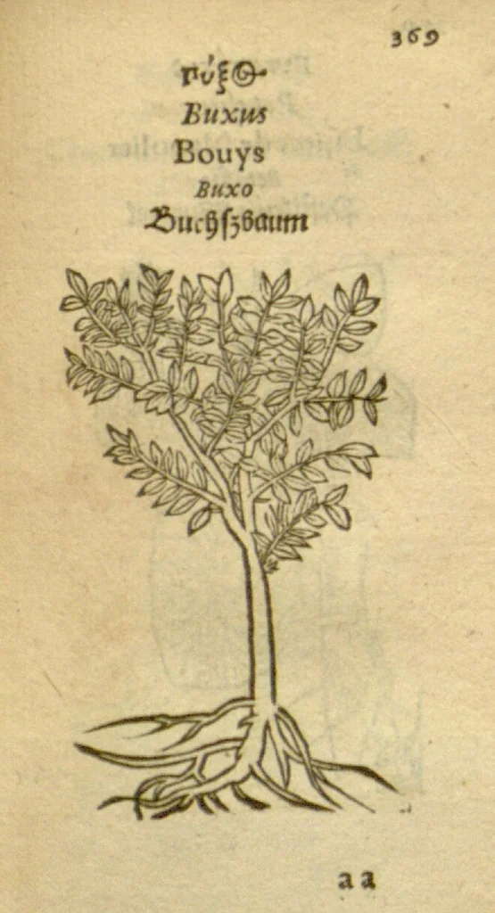 An illustration from Plantarum effigies /e? Leonartho Fuschio, ac quinque diuersis linguis redditae ..., 1549, leaf 392