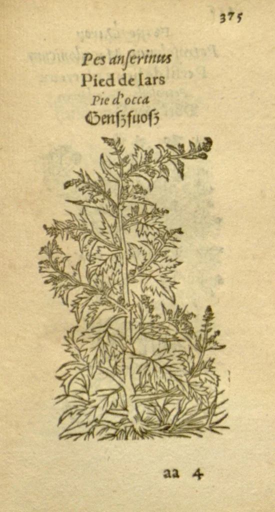 An illustration from Plantarum effigies /e? Leonartho Fuschio, ac quinque diuersis linguis redditae ..., 1549, leaf 398