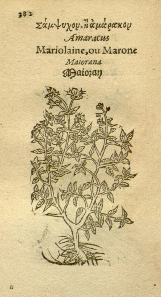 An illustration from Plantarum effigies /e? Leonartho Fuschio, ac quinque diuersis linguis redditae ..., 1549, leaf 405