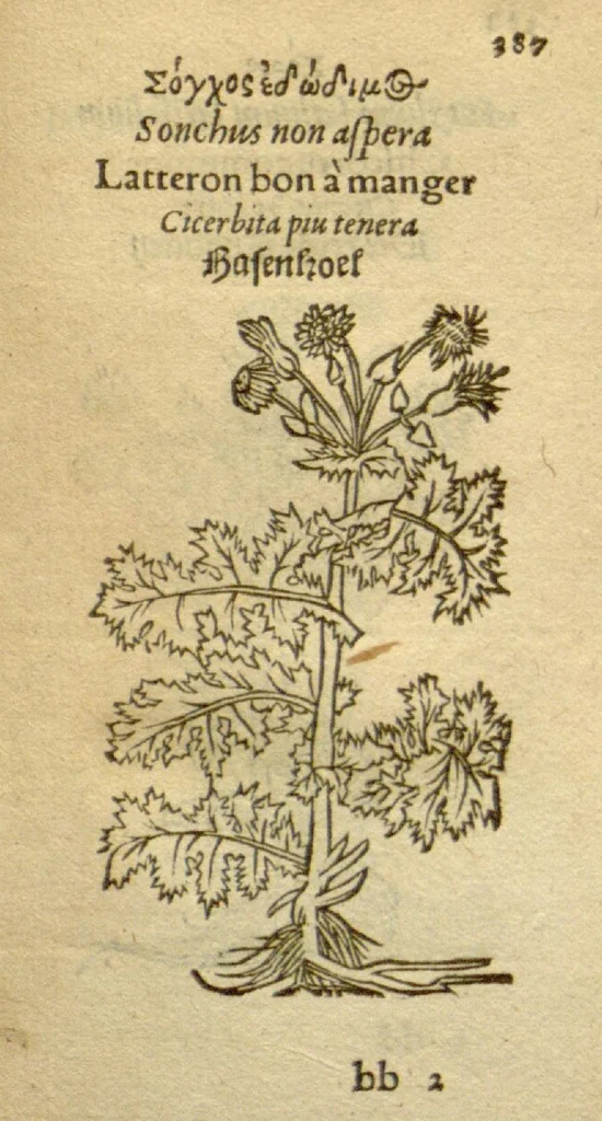 An illustration from Plantarum effigies /e? Leonartho Fuschio, ac quinque diuersis linguis redditae ..., 1549, leaf 410