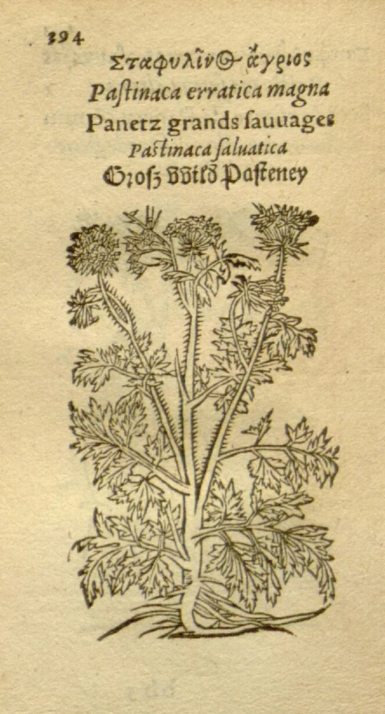 An illustration from Plantarum effigies /e? Leonartho Fuschio, ac quinque diuersis linguis redditae ..., 1549, leaf 417